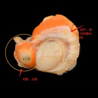 野生扇貝肉特大號扇貝肉新鮮冷凍野生扇貝全貝蝦夷貝蒜蓉扇貝